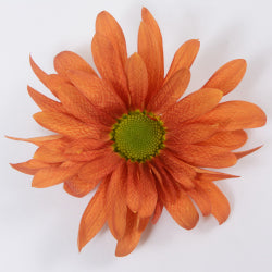 POMPON DAISY ATLANTIS ORANGE 7ST 70cm