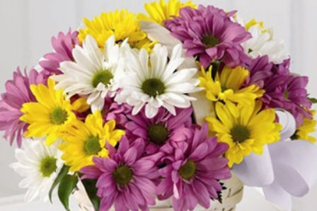 POMPON DAISY ASSORTED 7ST 70cm
