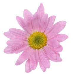 POMPON DAISY ATLANTIS PINK 7ST 70cm