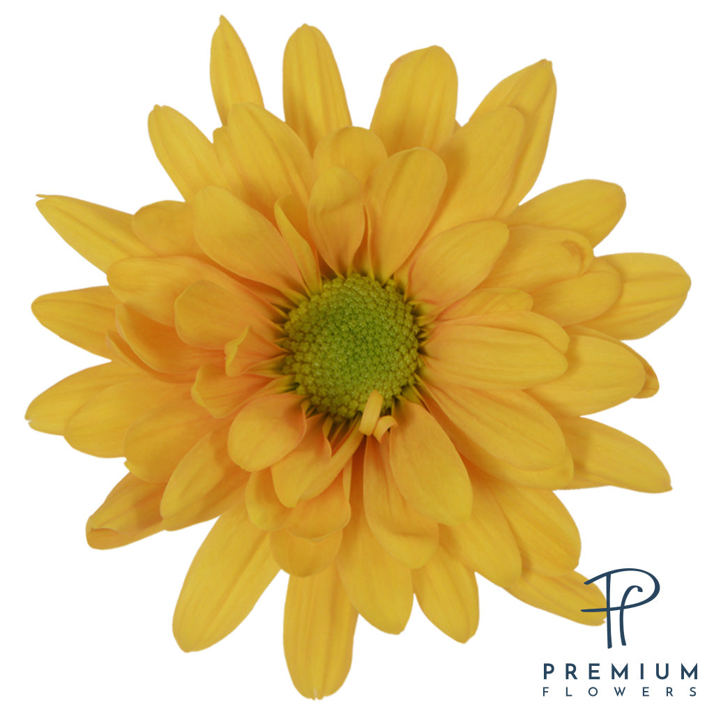 POMPON DAISY CHOICE 70cm