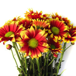 POMPON DAISY DAISY KADANZ RD/YL 70cm