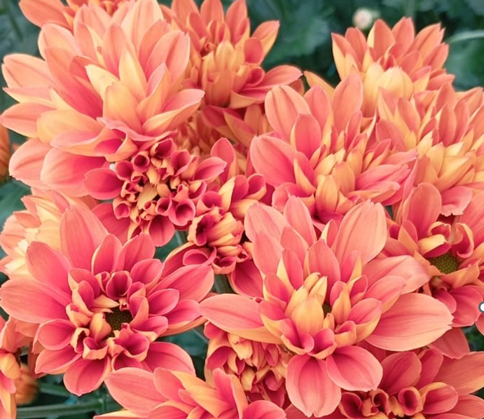 POMPON DAISY LINA BRONZE 7ST 70cm
