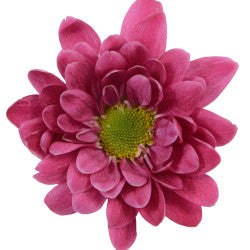 POMPON DAISY BALSAS PURPLE 7ST 70cm