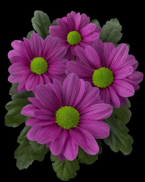 POMPON DAISY MEMPHIS DARK PINK  7ST 70cm