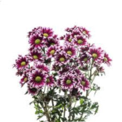 POMPON DAISY HANDSOME PUR/WHT 7ST 70cm