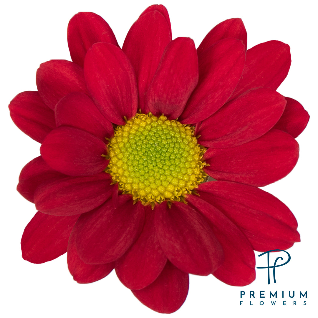 POMPON DAISY RED VALENTINO 7ST 70cm
