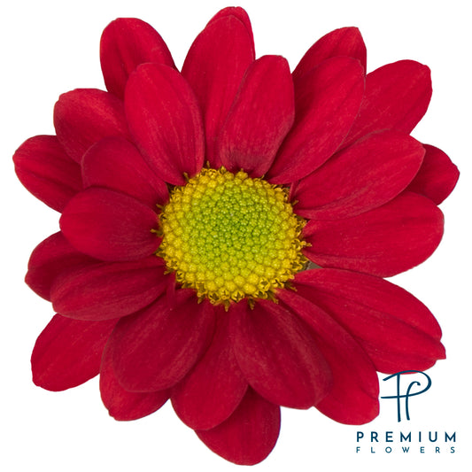 POMPON DAISY RED VALENTINO 7ST 70cm
