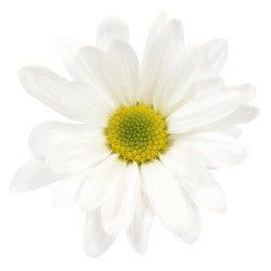 POMPON DAISY ATLANTIS WHITE 7ST 70cm