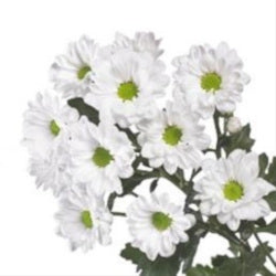 POMPON DAISY ALMA WHITE 7ST 70cm