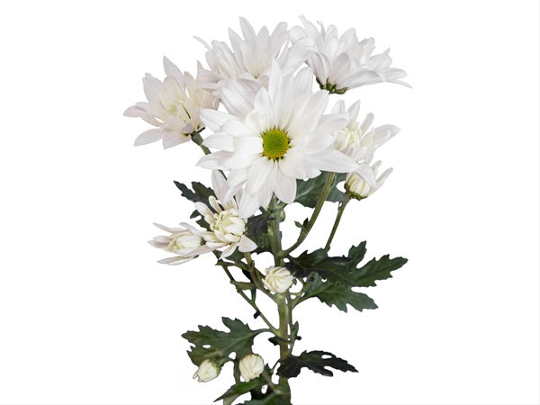POMPON DAISY MERAKI WHITE 7ST 70cm