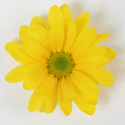 POMPON DAISY FACTOR YELLOW 7ST 70cm