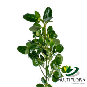 BRILLANTINA 55cm GRE Green 10st 10 St(Stems)