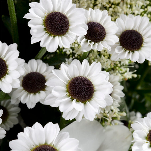 POMPON NOVELTY YIN YANG WHITE 7ST 70cm