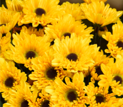POMPON NOVELTY YELLOW VYBOWL 7ST 70cm