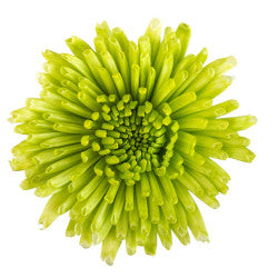 POMPON NOVELTY NOVELTY GREEN ATHOS 7ST 70cm
