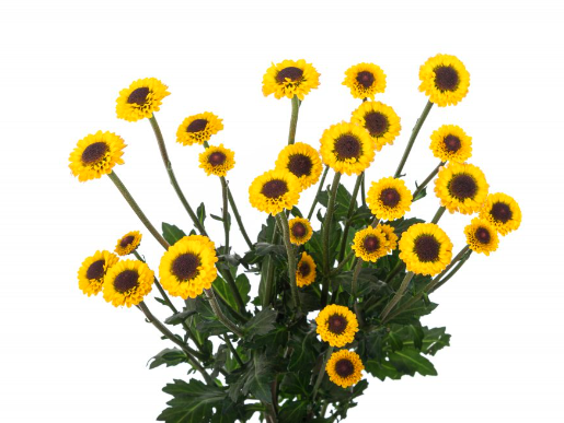 POMPON NOVELTY YELLOW MOLLY 7st 70cm