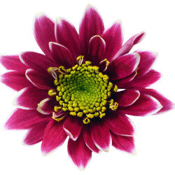 POMPON NOVELTY KOGUI PURPLE 7ST 70cm