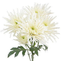 POMPON NOVELTY NOVELTY NEEDLE WH 70cm