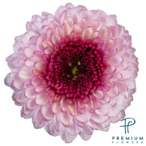 DISBUD BALL LIPGLOSS  10ST LAVANDER 70cm
