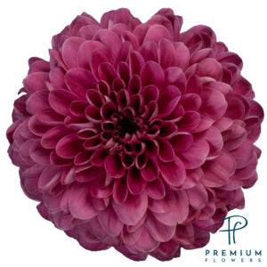DISBUD BALL LYCHEE PURPLE 10ST 70cm