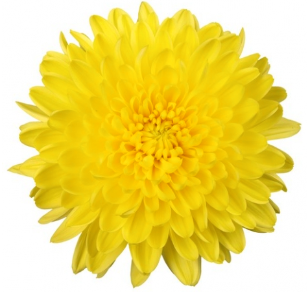 DISBUD BERNAL YELLOW 10ST 70cm