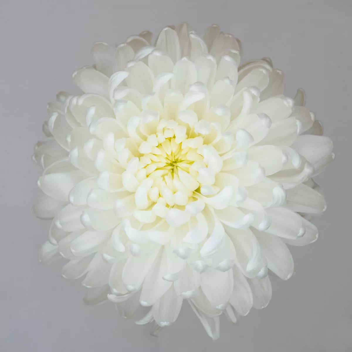 DISBUD EVEREST WHITE 10ST 70cm
