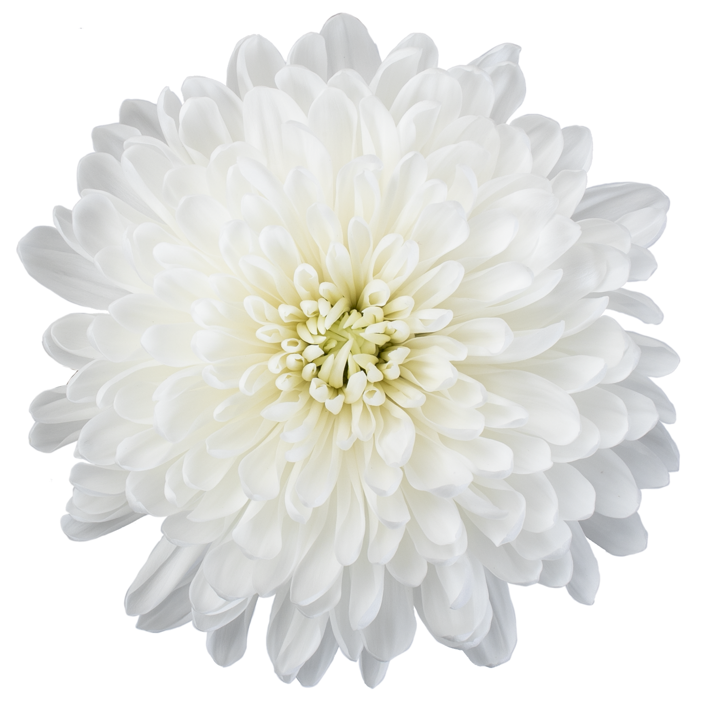DISBUD INSPIRATION WHITE 10ST 70cm