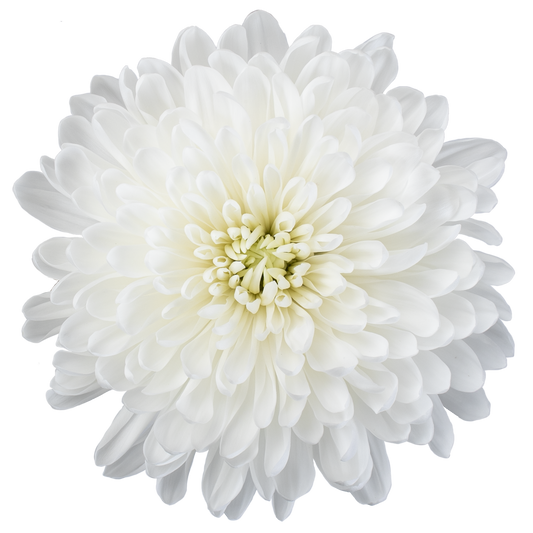 DISBUD INSPIRATION WHITE 10ST 70cm
