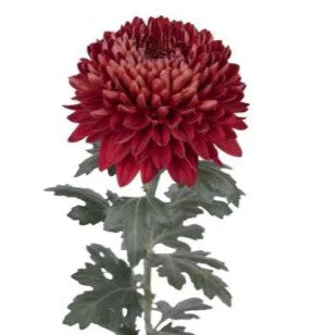 DISBUD BALL RED PASSION RUBY 10ST 70cm