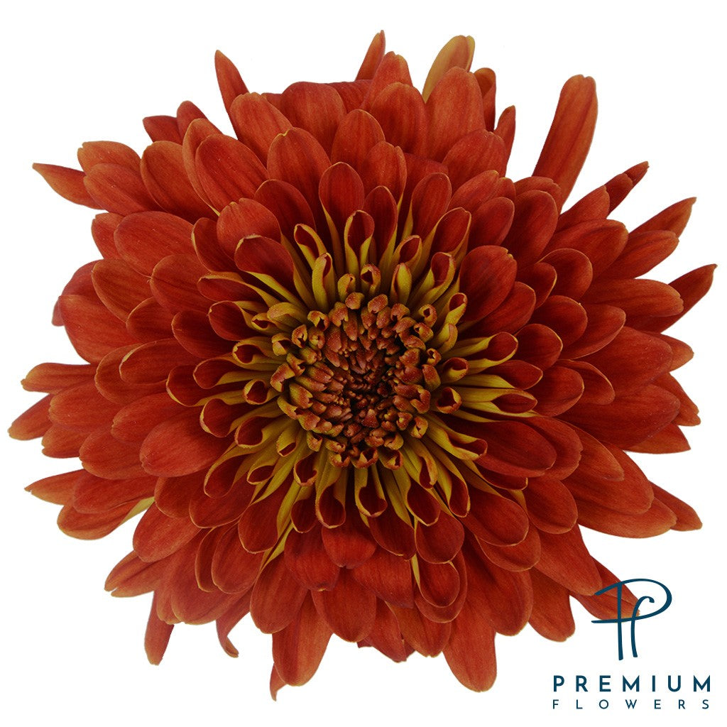 DISBUD FOUR LADIES 70cm