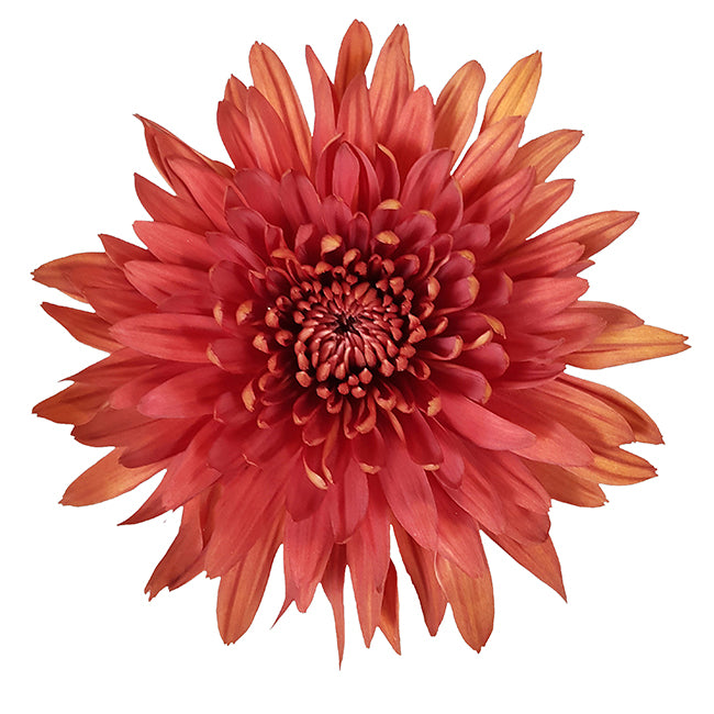 DISBUD COPPER RED 10ST 70cm