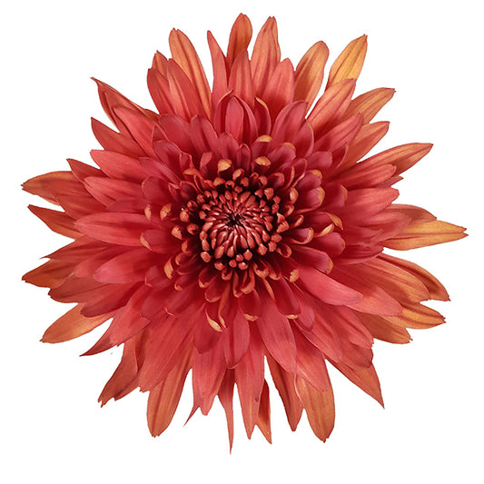 DISBUD COPPER RED 10ST 70cm