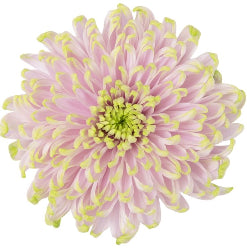 DISBUD ROSSANO CHARLOTE LT PINK/LT GREEN 10ST 70cm