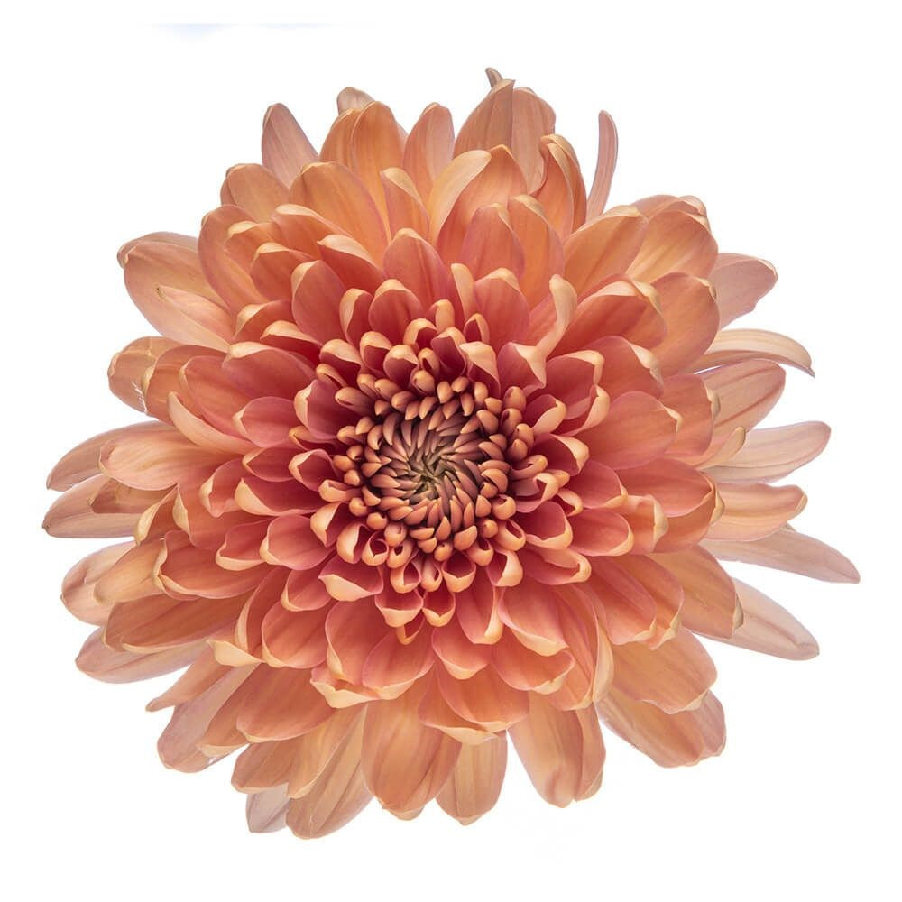 DISBUD LINETTE PEACH 10ST 70cm