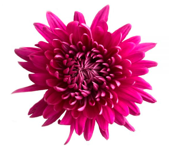 DISBUD TORNADO PURPLE 10ST 70cm