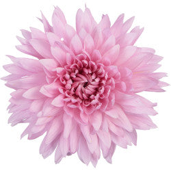 DISBUD CARINA LIGHT PINK 10 ST 70cm