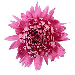 DISBUD DARK CARINA 10ST 70cm