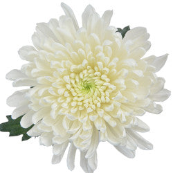 DISBUD WHITE 10ST 70cm