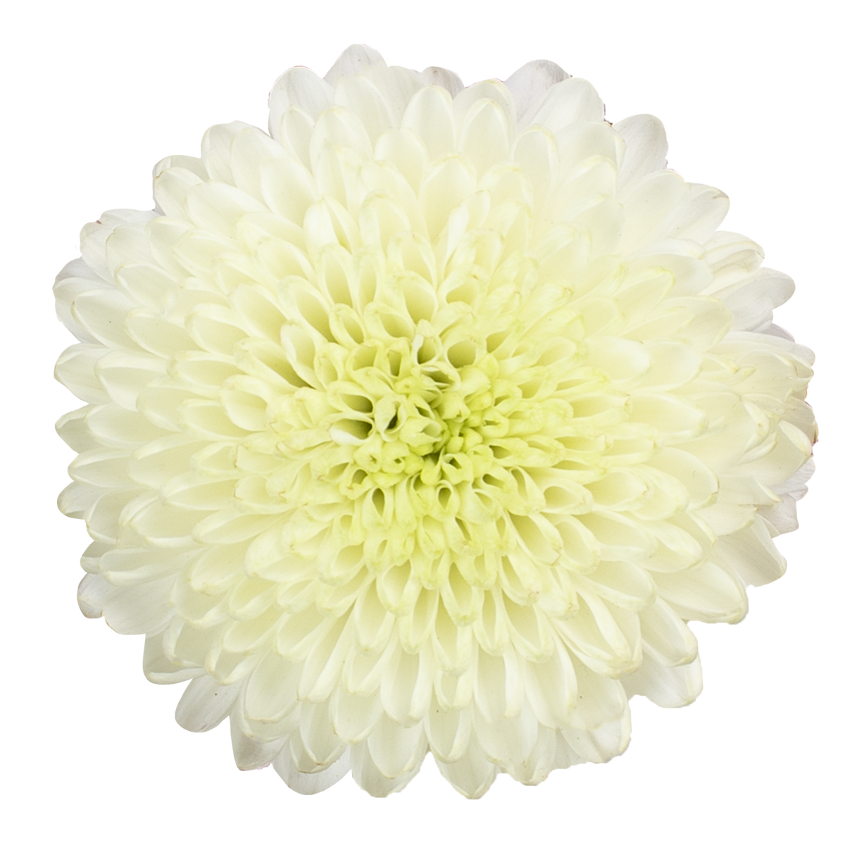 DISBUD BALL WHITE SUPER BOWL10 ST 70cm