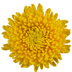 FOOTBALL YELLOW ASTROID 10ST 70cm