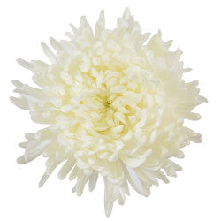 FOOTBALL ALBATROS WHITE 5ST 70cm