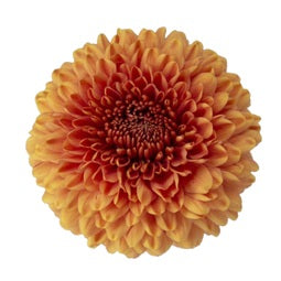 DISBUD BALL CHIVAS  BRONZE 10ST 70cm