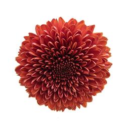 DISBUD BALL CHIVAS  DARK BRONZE 10ST 70cm