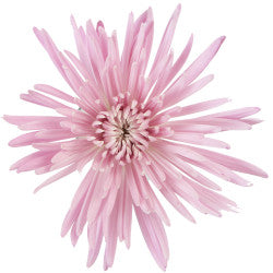 SPIDER ANASTASIA PINK 10ST 70cm