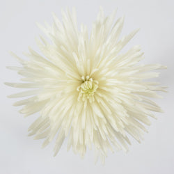SPIDER ANASTASIA WHITE 10ST 70cm