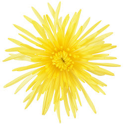 SPIDER ANASTASIA YELLOW 10ST 70cm