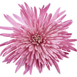 SPIDER ANASTASIA LILAC 10ST 70cm