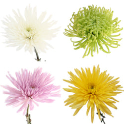 SPIDER ANASTASIA ASSORTED 10ST 70cm