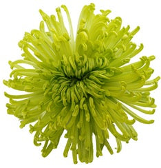 SPIDER CLEMENTE DARK GREEN 10ST 60cm