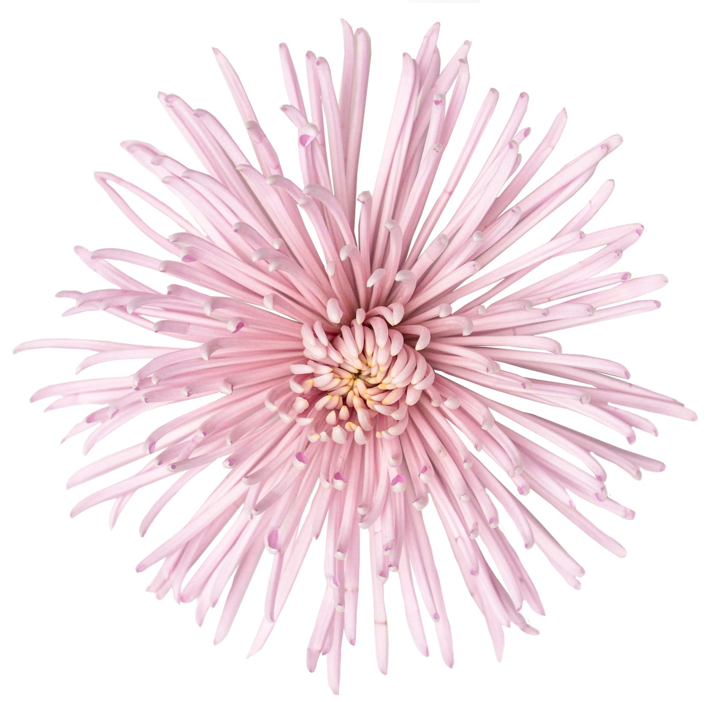 SPIDER PINKRAY PINK 10ST 70cm